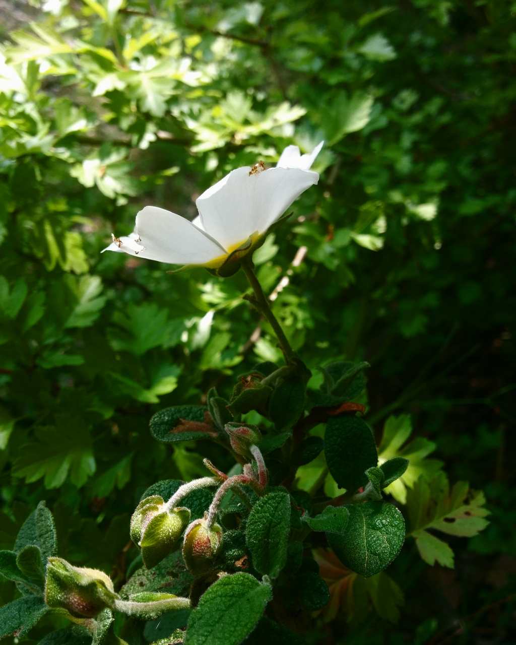 Cistus salvifolius / Cisto femmina